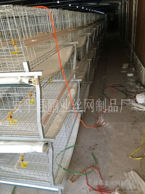 浙江杭州大棚养殖新型肉鸡笼厂家 出售优质新型肉鸡笼的价格图片 高清大图 谷瀑环保